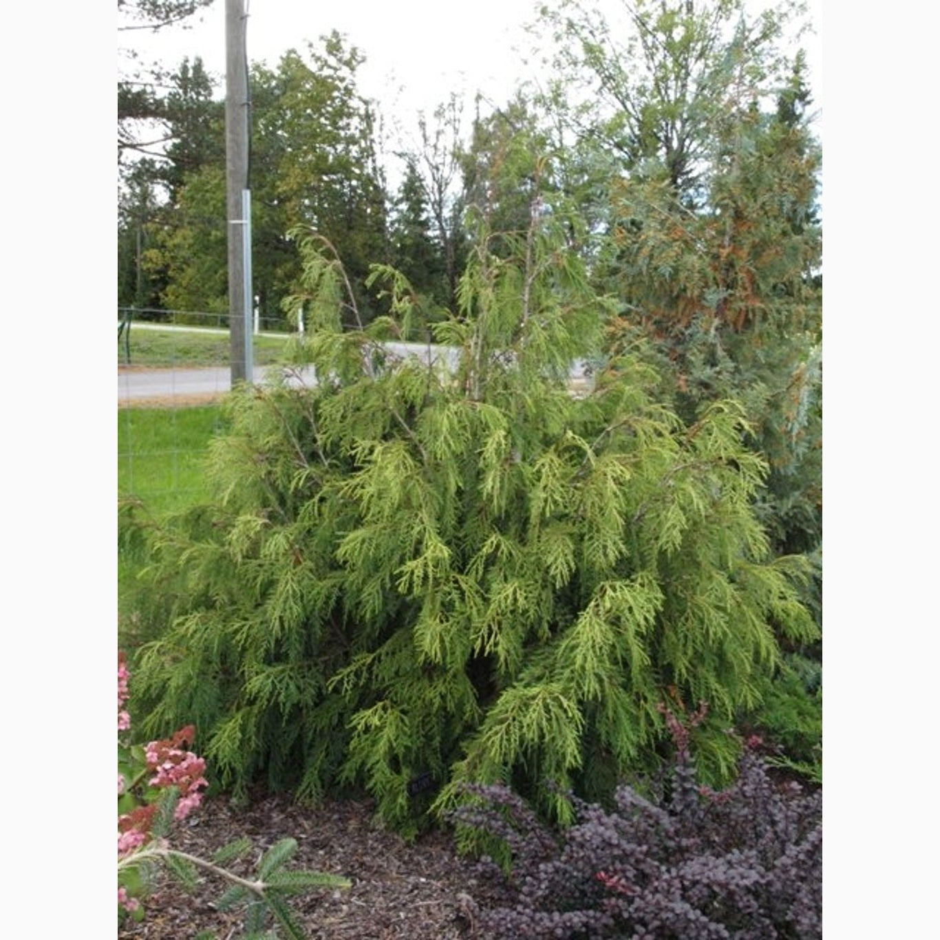 Thuja – Thuja plicata 'Mt Aldrich' - C3 40-50 CM